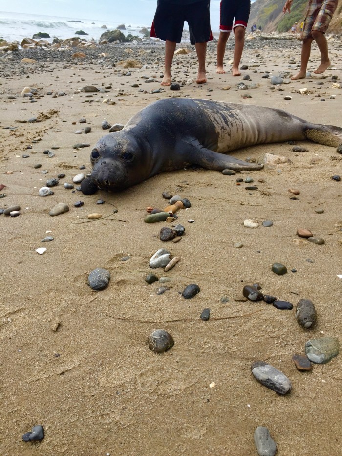 Baby Seals at Hendry's Beach