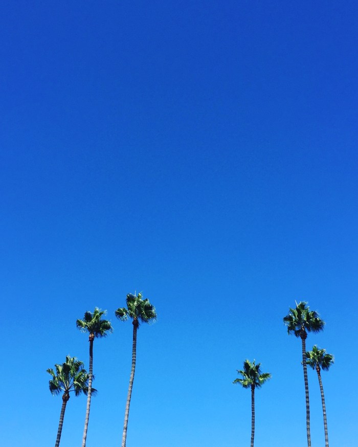 santa-barbara-palm-trees