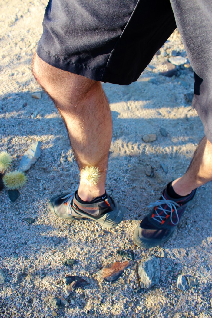 10-cactus-ouch-joshua-tree