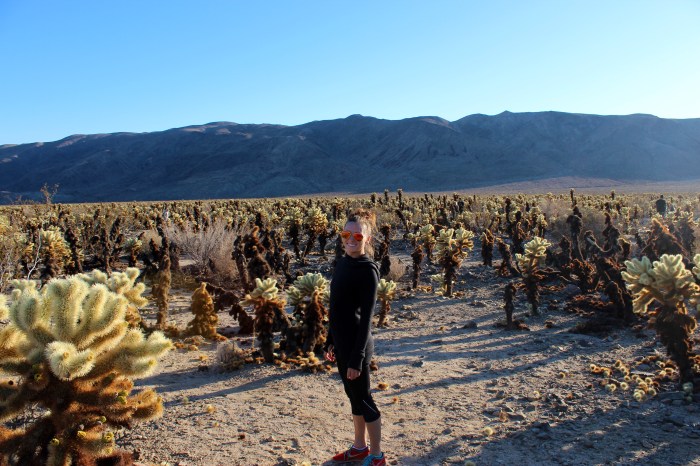 12-joshua-tree-cactus-field-img_8056