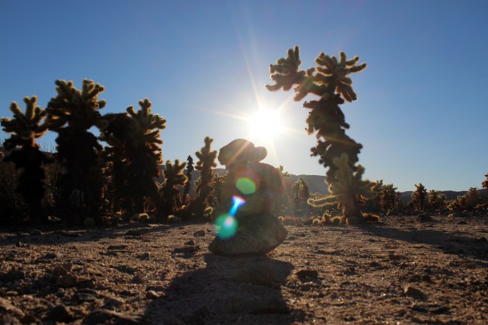 14-cactus-and-rock-formation-joshua-tree-national-park