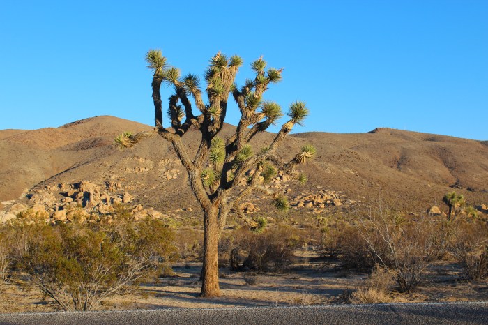21-joshua-tree