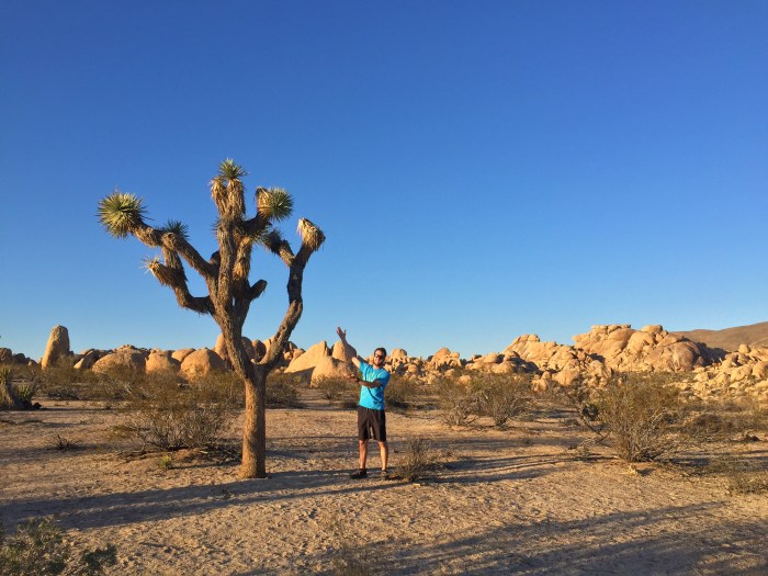 22-the-tree-joshua-tree-national-park