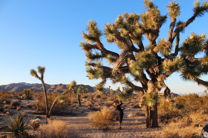 24-joshua-tree-national-park-tree