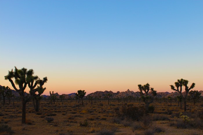 28-joshua-tree-sunset