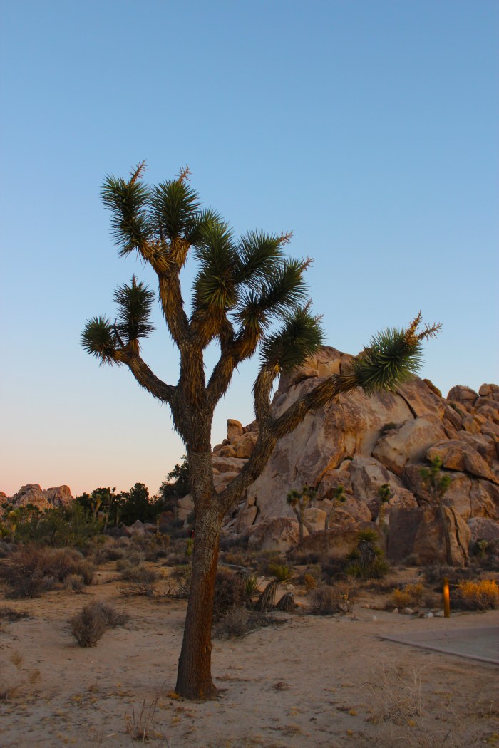 31-joshua-tree-national-park-winter