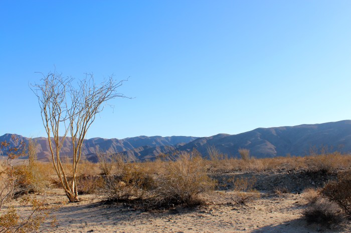 6-ricon-joshua-tree-national-park