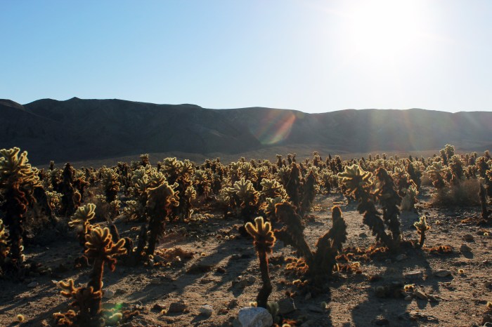 7-joshua-tree-cactus