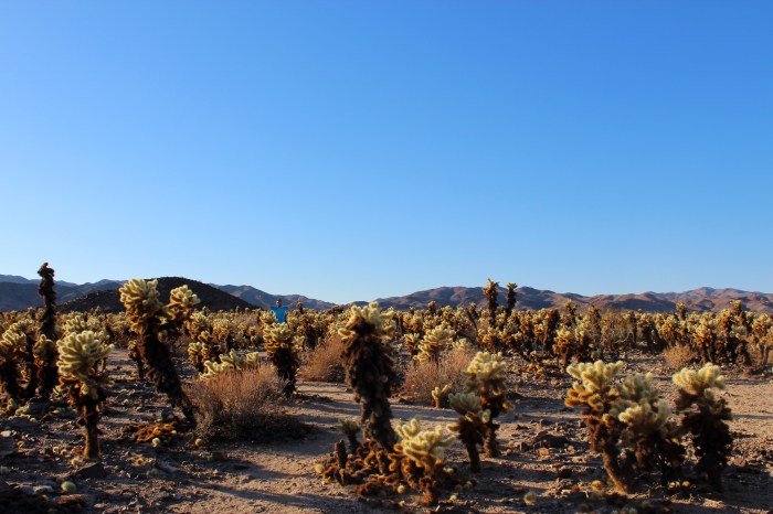 8-dave-in-the-cactus-field-joshua-tree