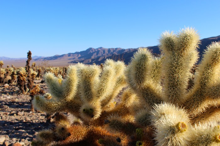 9-cactus-at-johusa-tree