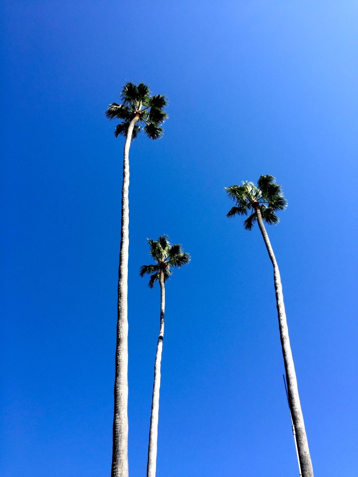 laguna-beach-palm-trees