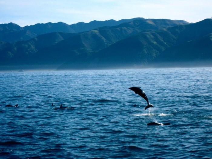 kaioura-new-zealand-dolphin-and-whale-watching