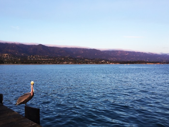 new-friend-at-the-pier