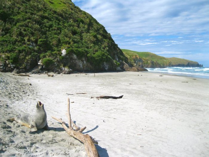 otago-penninsula-friend