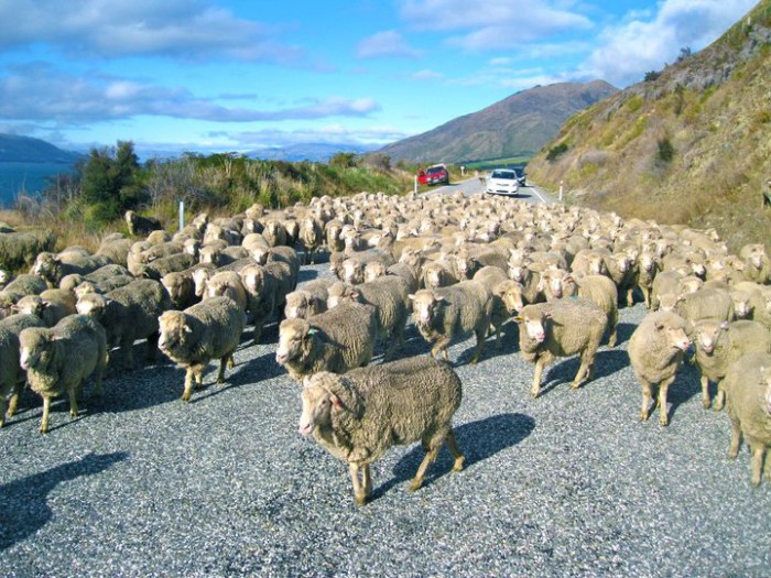 sheep-road-block