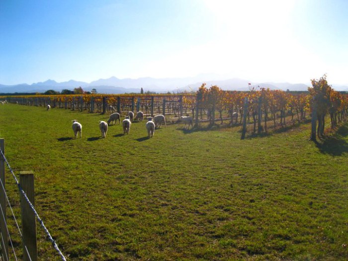 vineyard-visitors-nelson-new-zealand